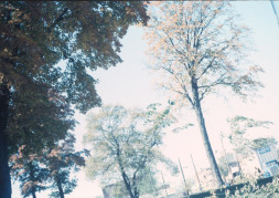 Trees on set of The Learning Tree in Fort Scott, Kansas.